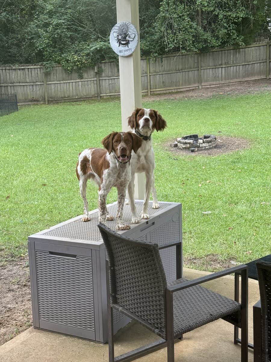 Pure Bred Brittany image 2