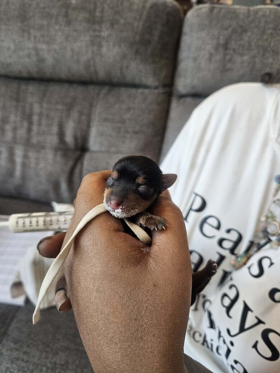 6 girls 1 boy Teacup Yorkies Available image 7