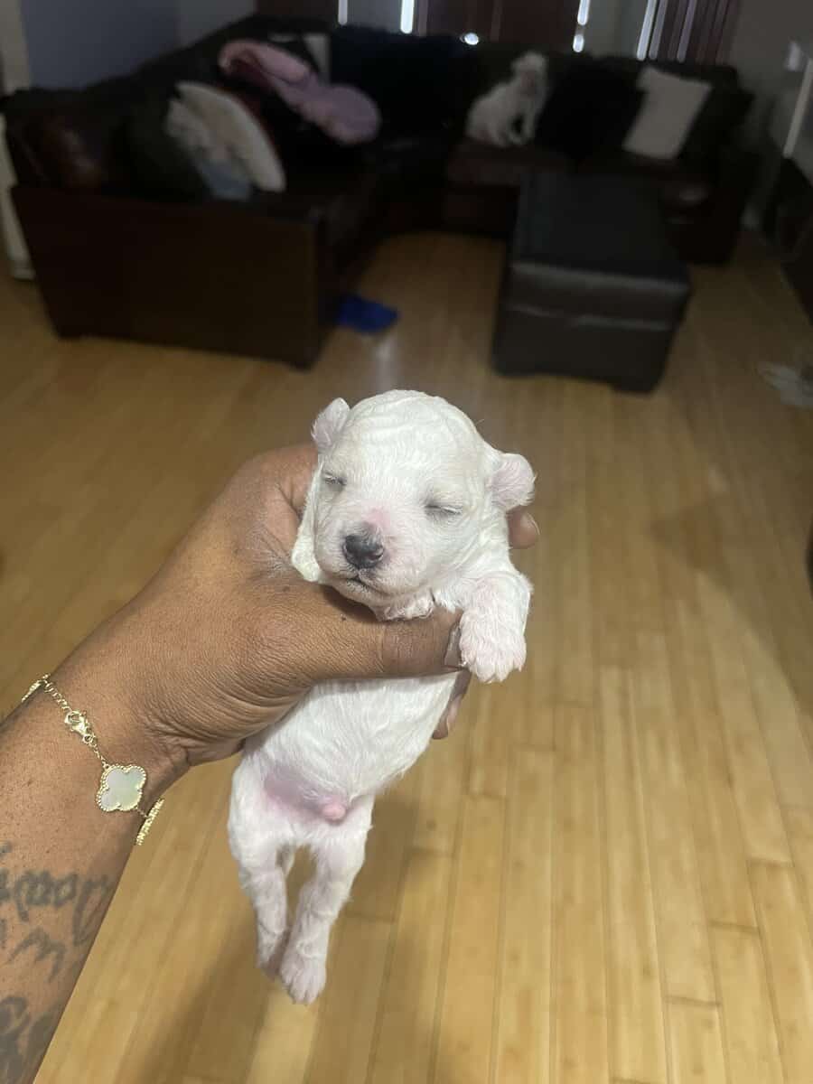 Maltese puppies for sale image 2