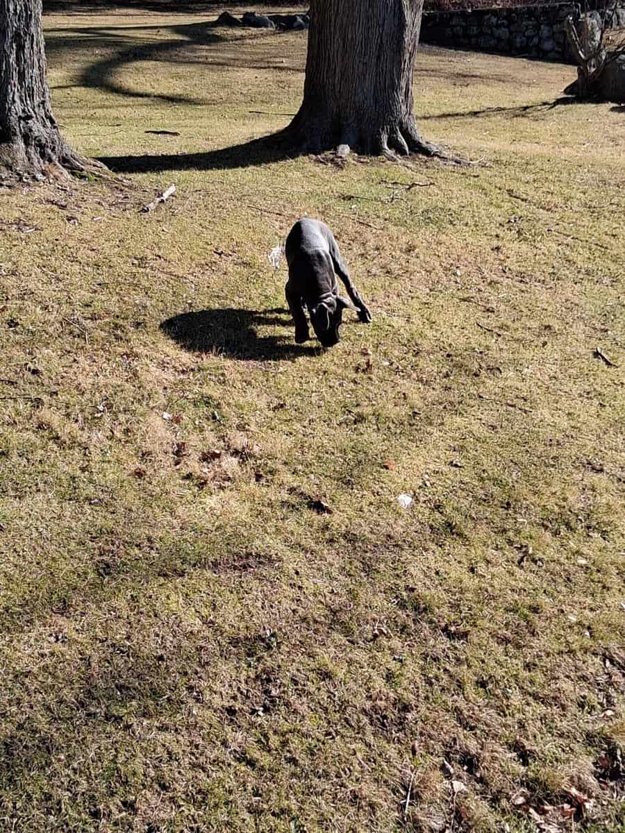 Beautiful Female Cane Corso Puppy image 7