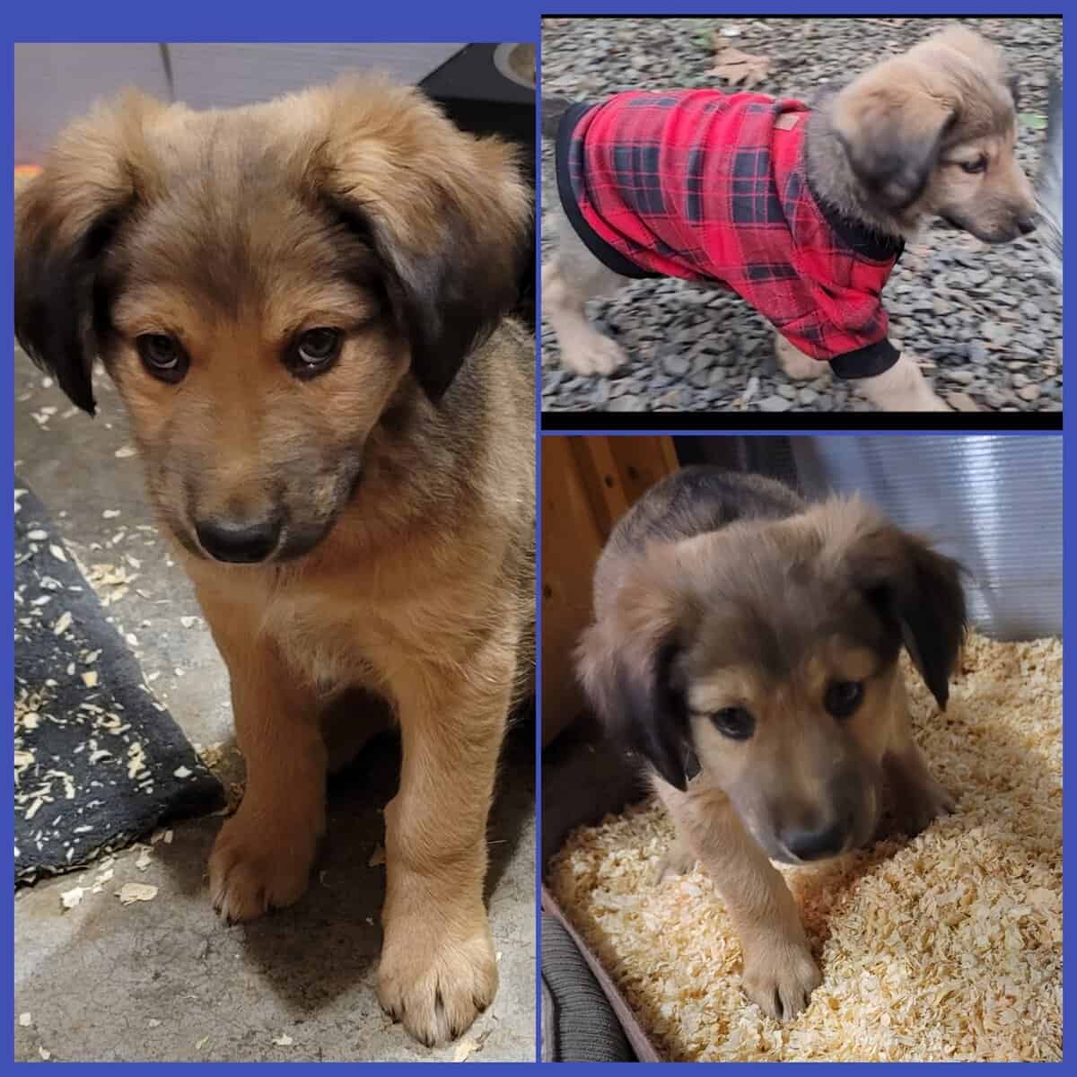 Mixed pups image 4