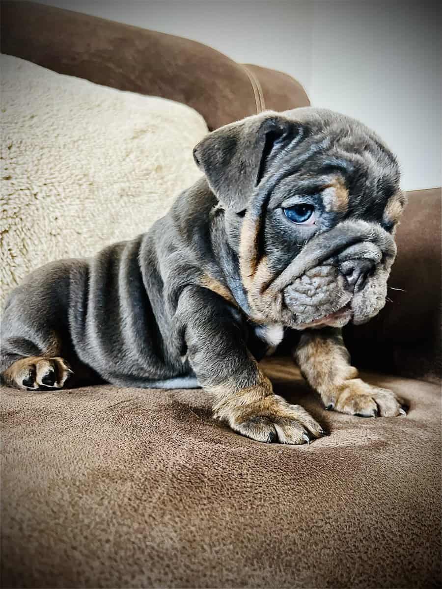 English Bulldog Puppy image 1