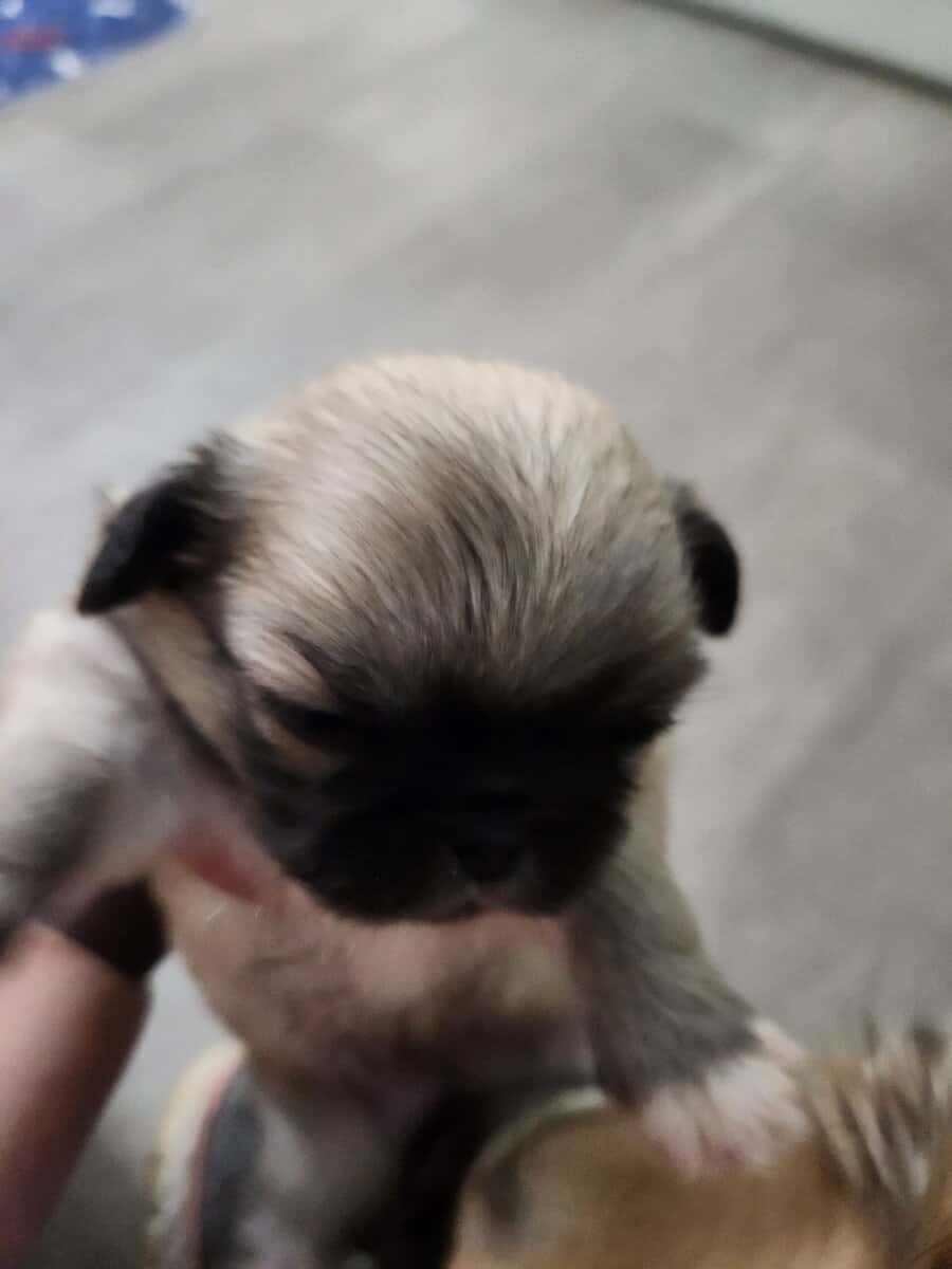 Suki puppy #4 (Whiskey) image 7