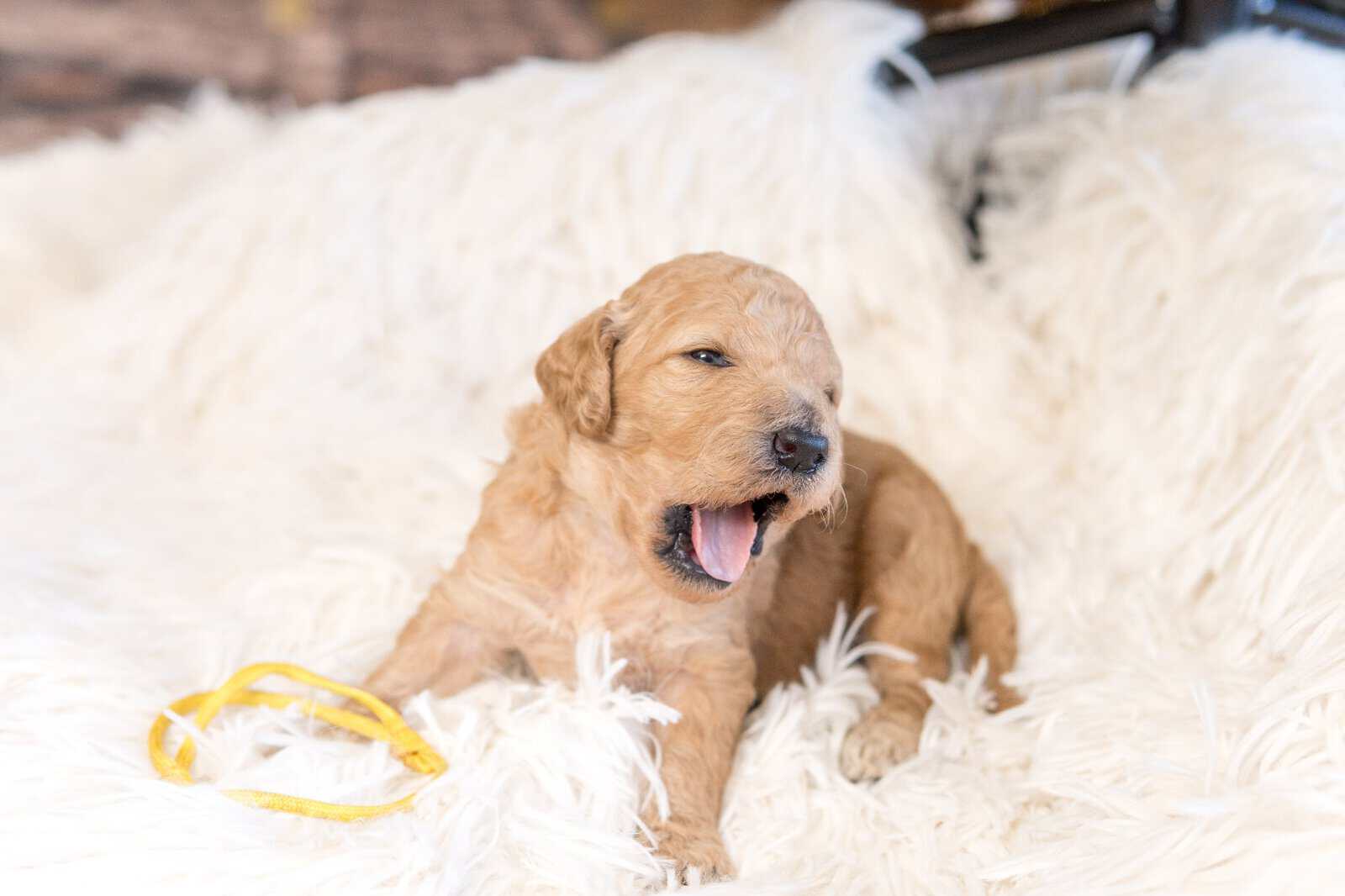 Goldendoodle Puppies image 3