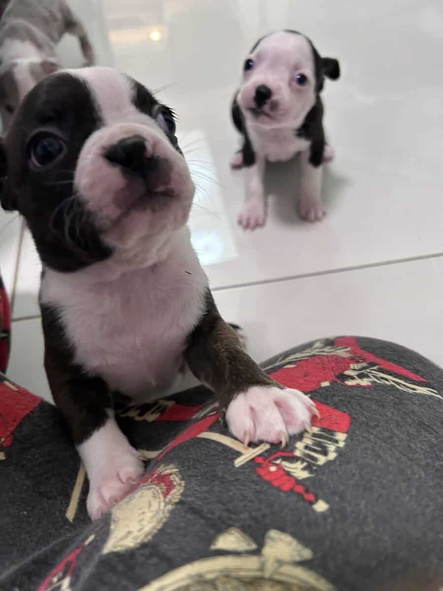 frenchton pups image 4