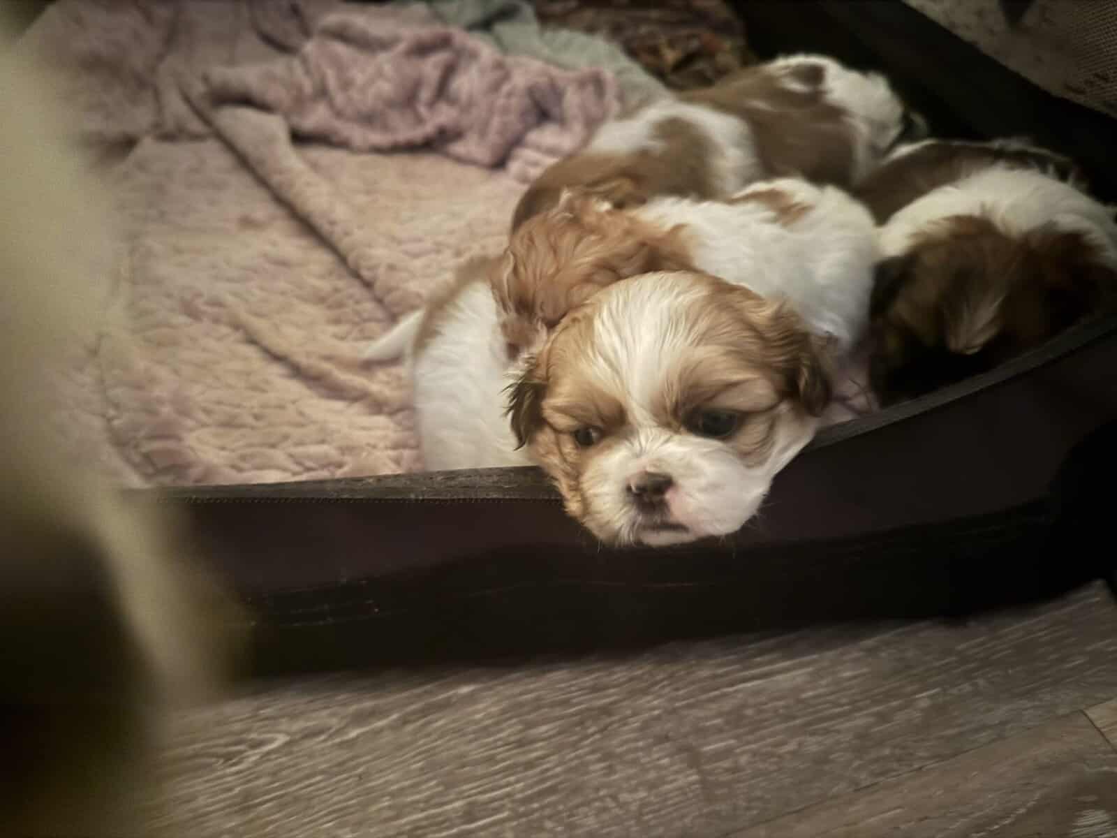Shih Tzu pups image 1