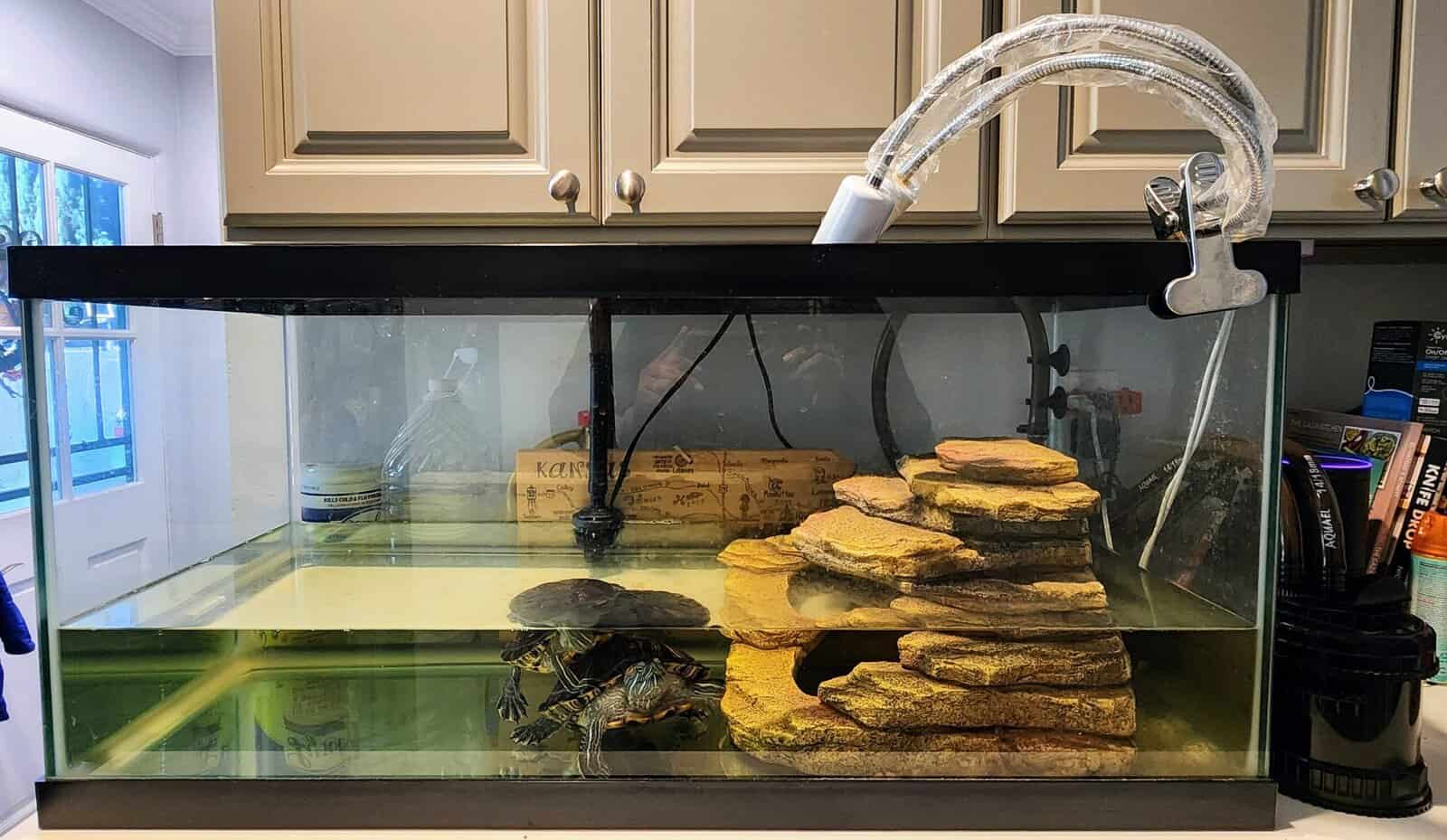 Looking for a Loving home for Our 2 Turtles image 3