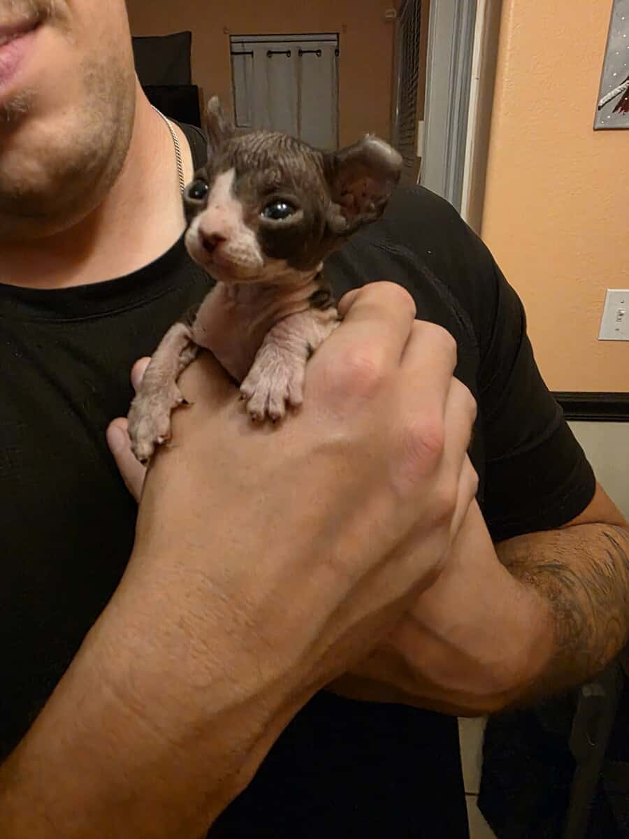 Hairless Sphynx Kittens image 3