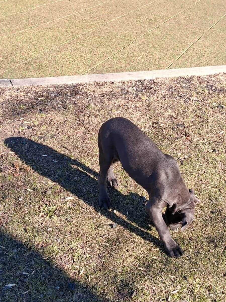 Beautiful Female Cane Corso Puppy image 5
