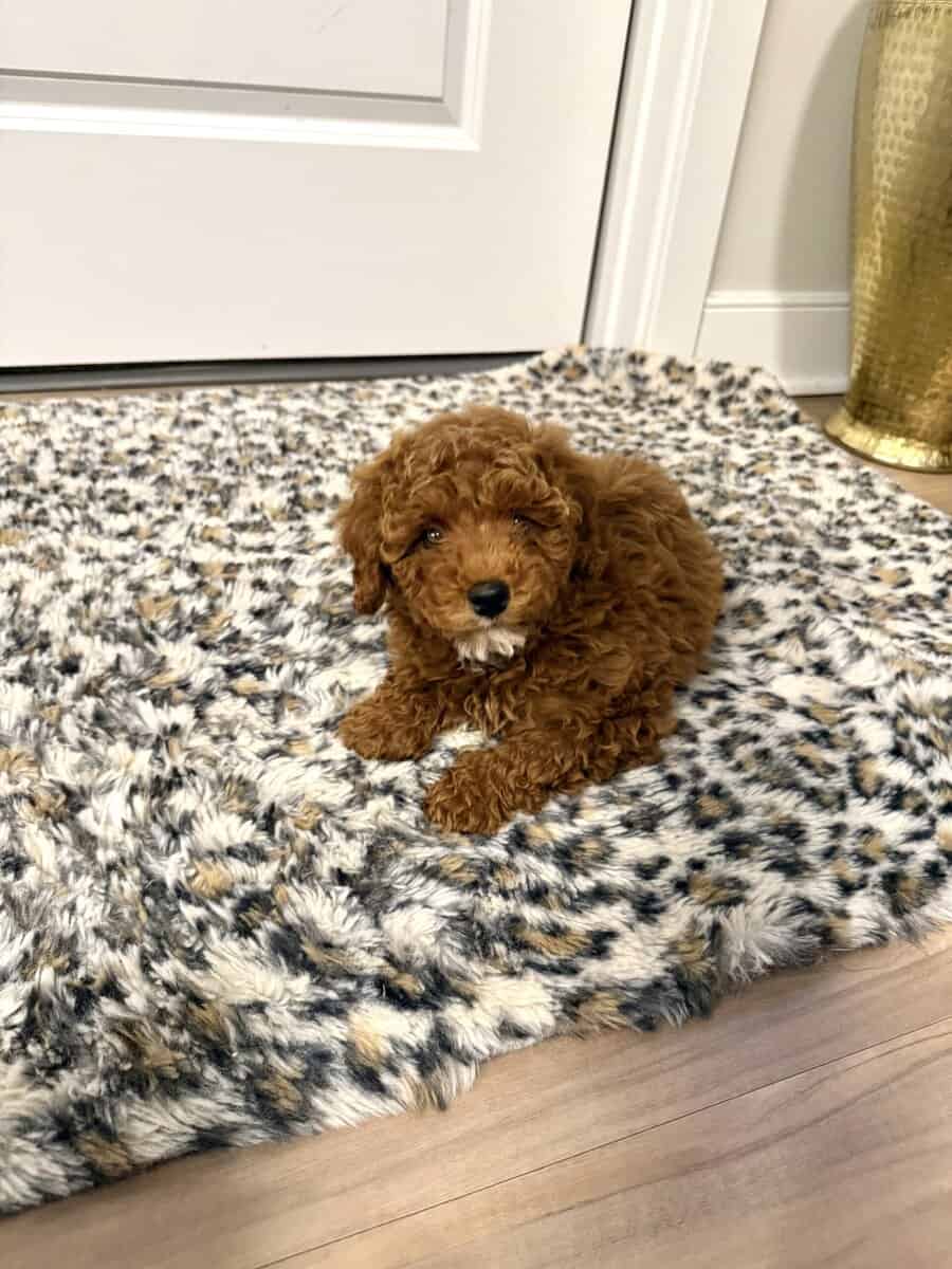 MINI POODLE PUPPY image 8
