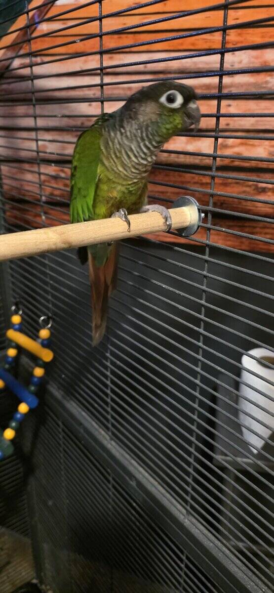 Unsexed Conure image 5