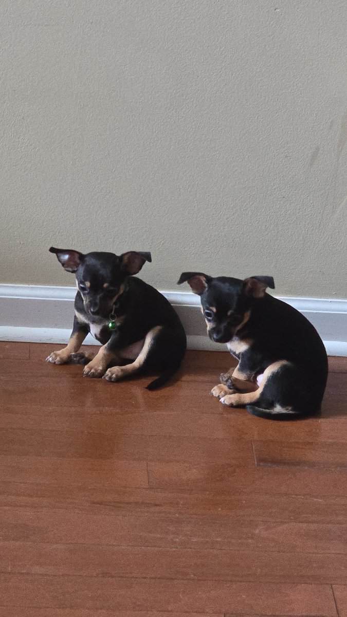 Chorkie puppies ♥️ image 2
