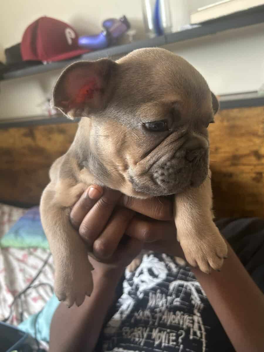 Give my 3 Frenchie’s forever homes! image 2