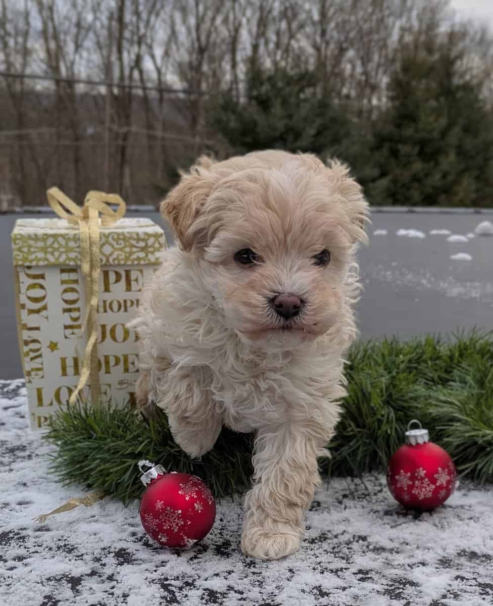 Merry Christmas from Aurora image 2
