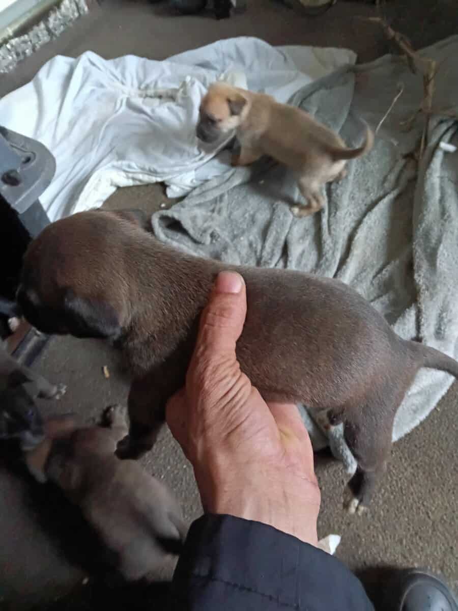 Beautiful 2 months old puppies image 4