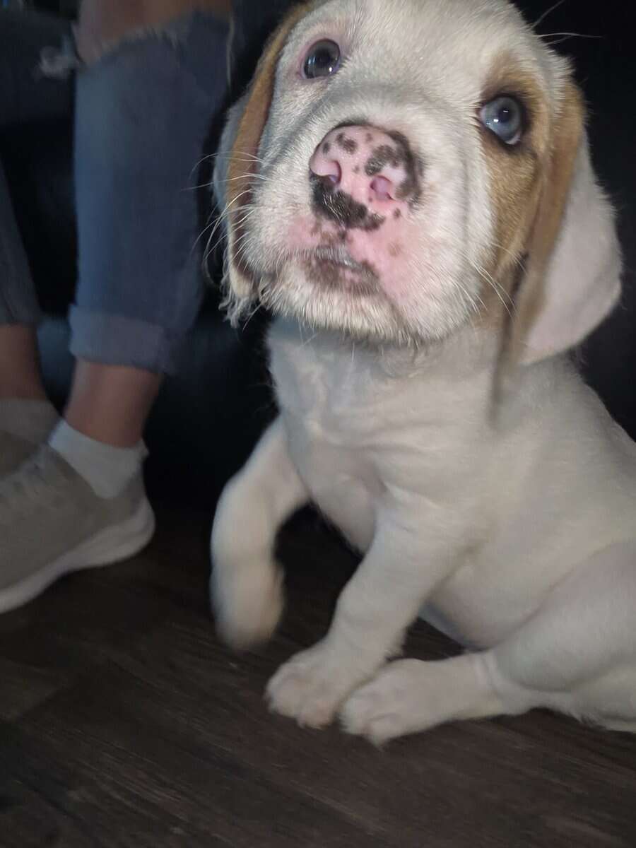 Christmas puppies 5 American bulldog st Bernice mi image 8