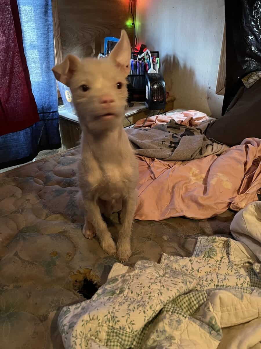 Albino male Chihuahua image 3