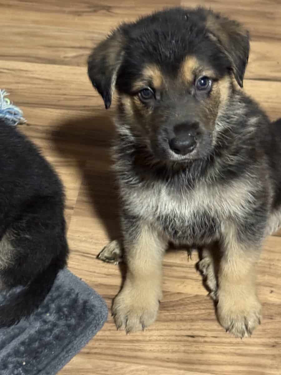 German shepherd puppies ready 12/20/2025 image 16