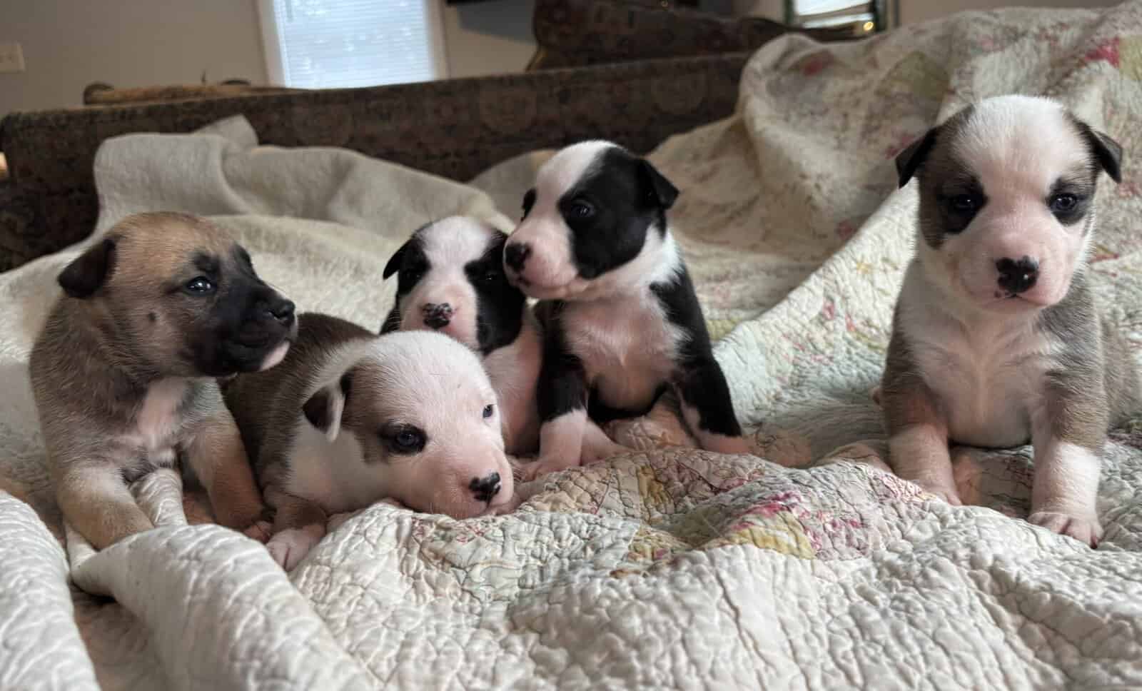 Staffordshire Terrier/Husky puppies image 4