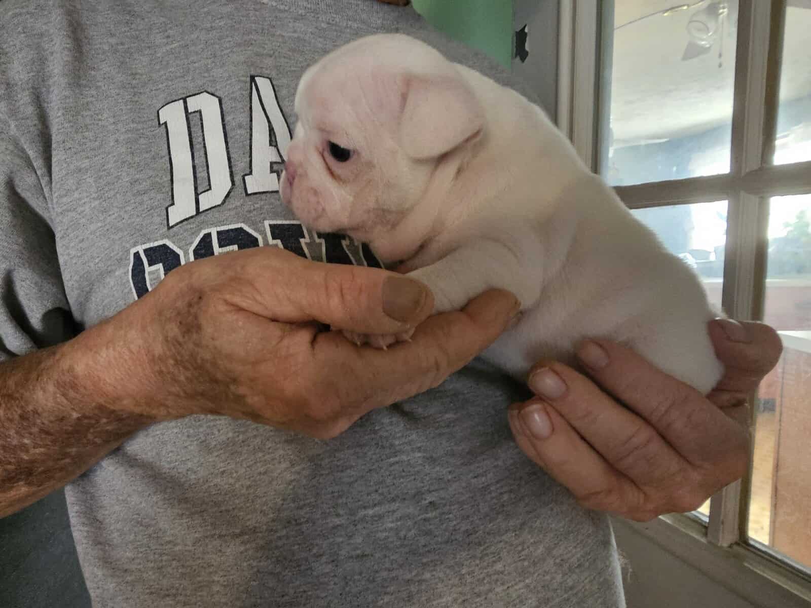 French bulldog puppies image 7