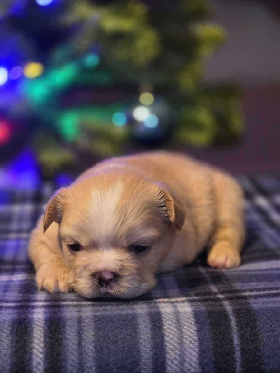 Full Fluffy French bull dog image 4