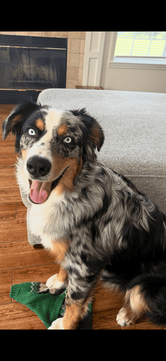 Bernese Mountain Dog/Australian Shepherd Male image 2