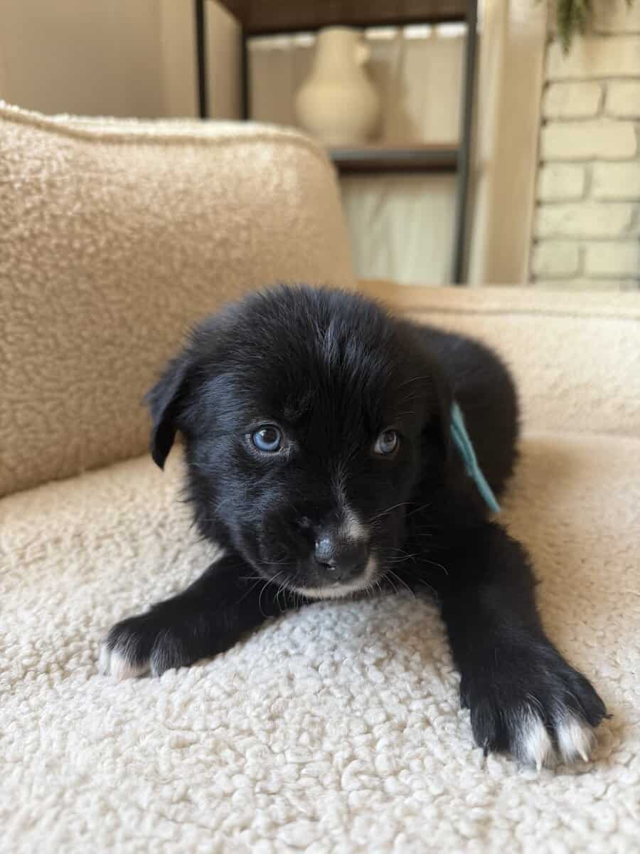 Purebred Golden Retriever Puppies For Sale! image 8