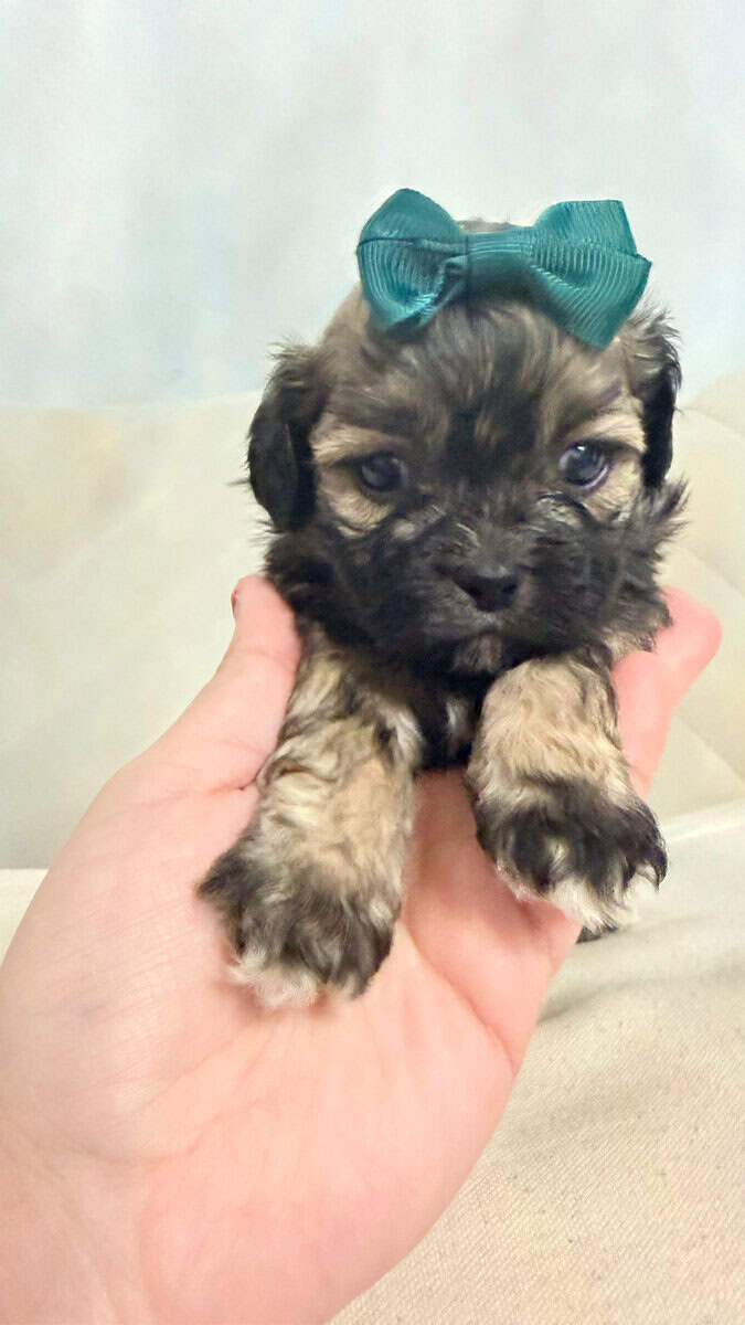 Shih Tzu Christmas-Ready Companions image 3