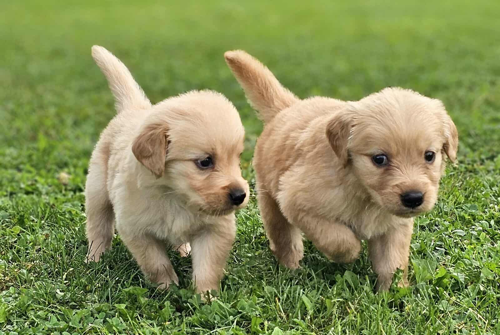 Puppy Girl image 4
