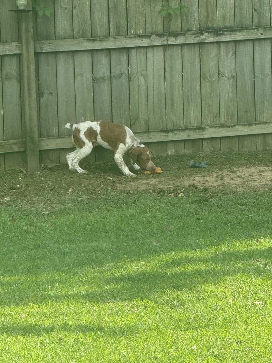 Pure Bred Brittany image 4
