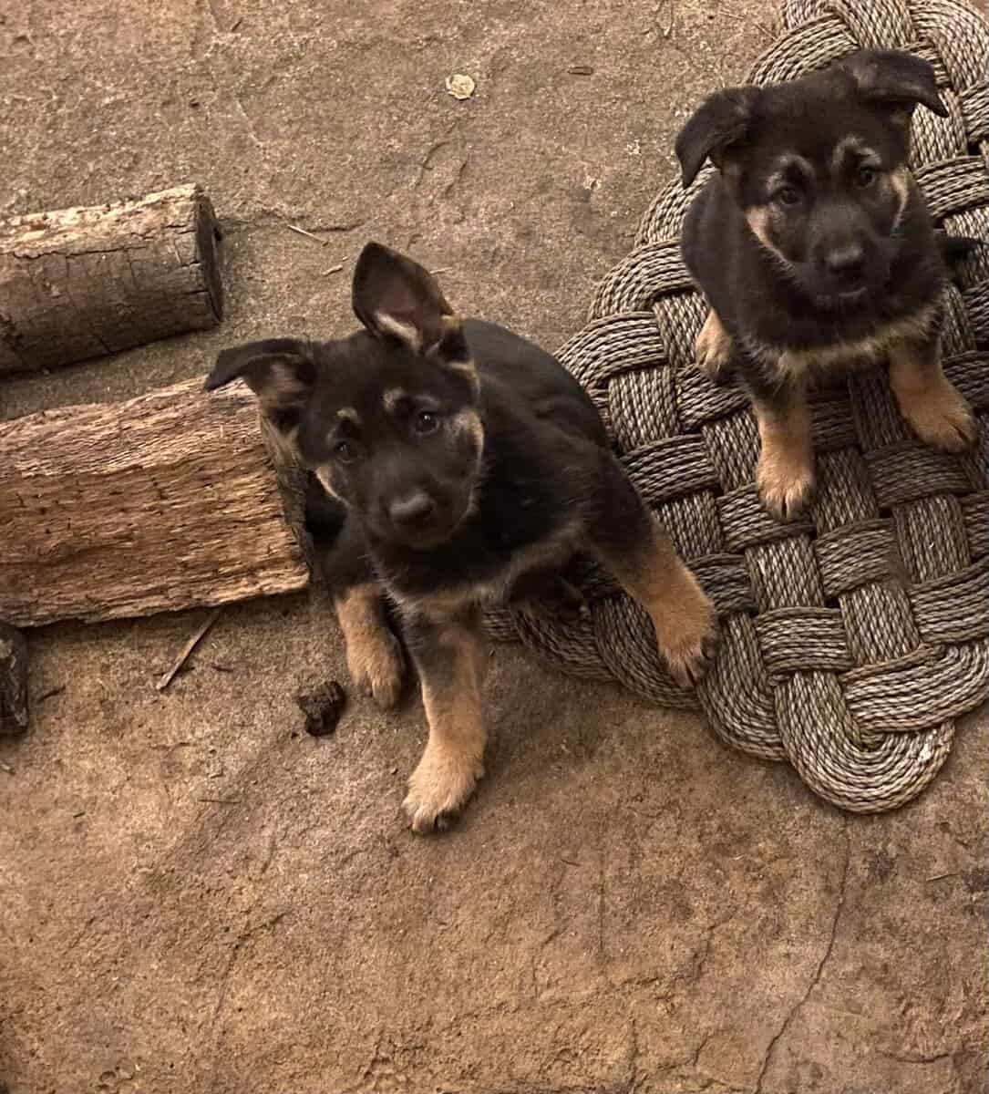 German Shepherd / Golden Retriever Mix Puppies image 3