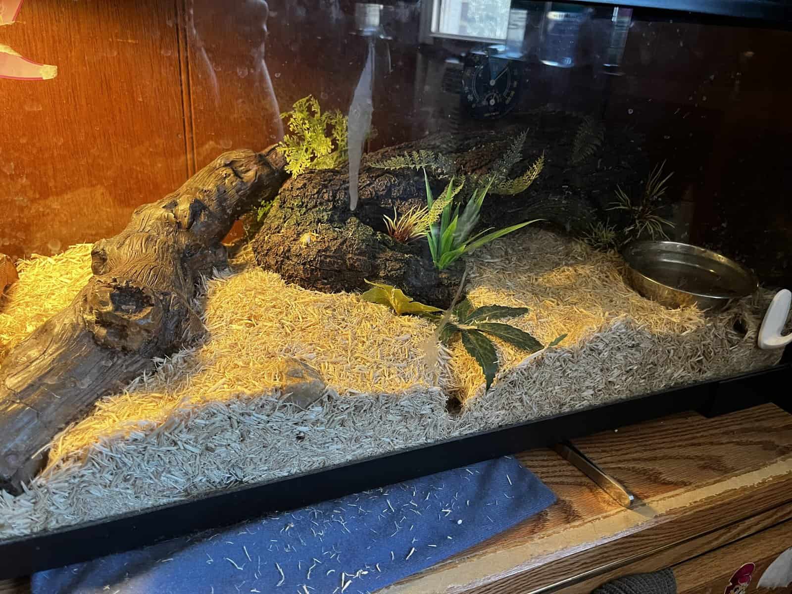 Mexican Black Kingsnake image 2
