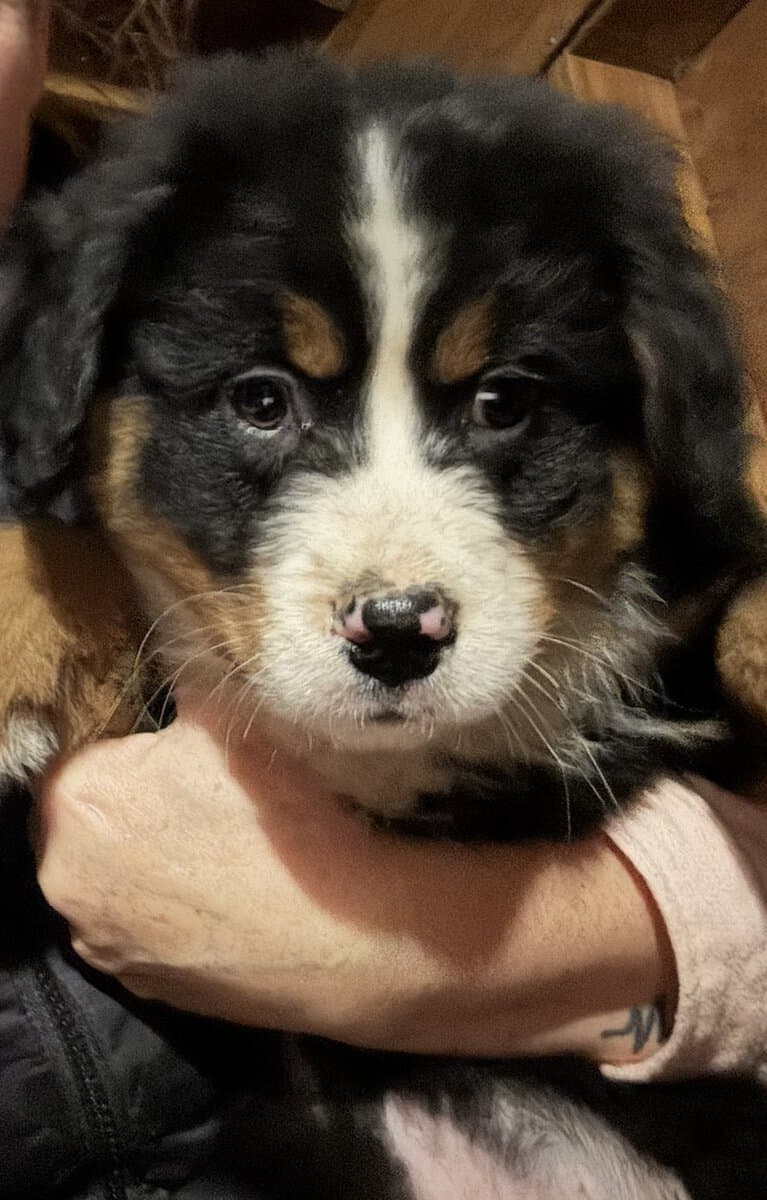 Bernese Mountain Dog Puppy image 3