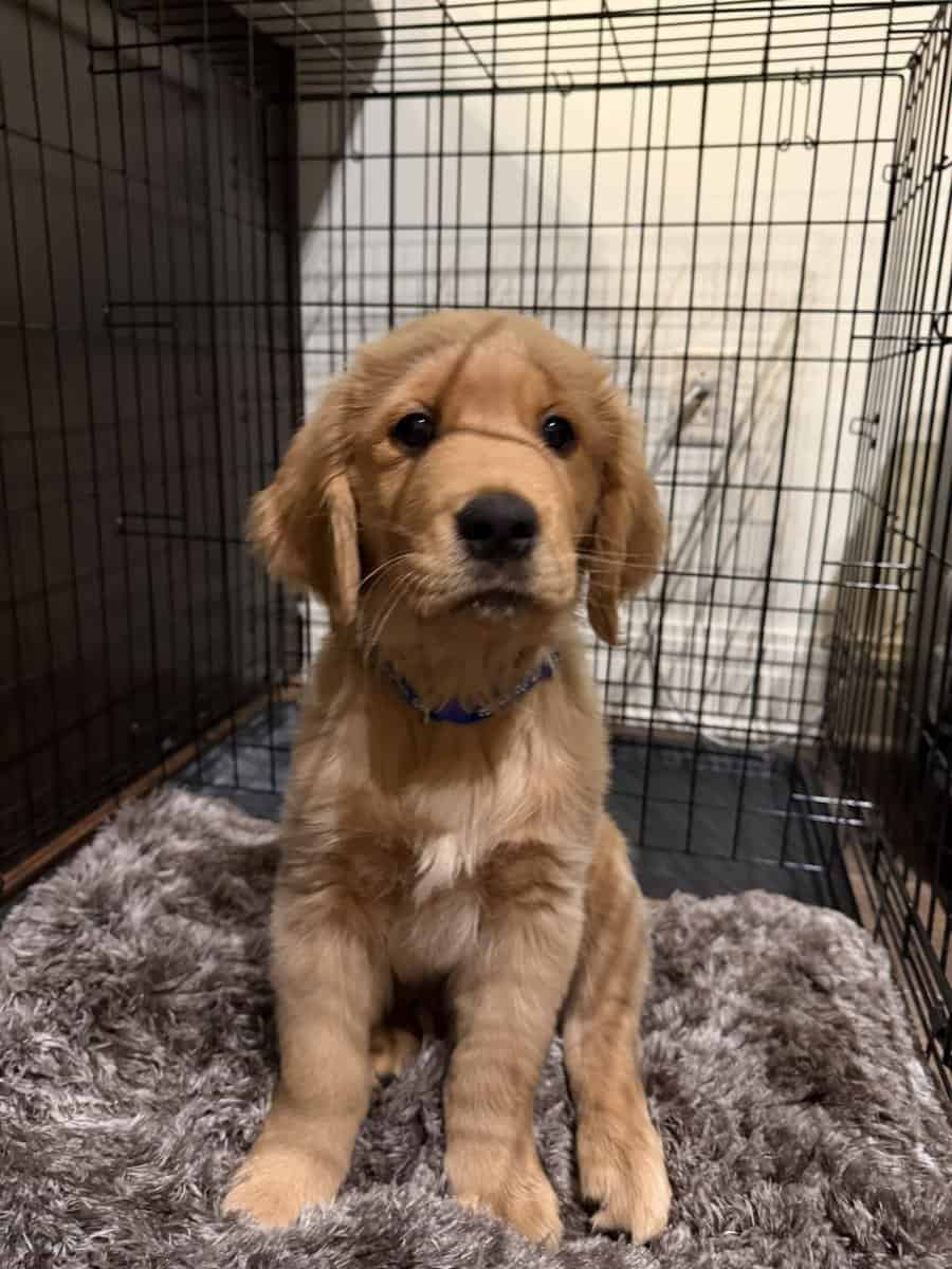 Golden Retriever Puppy to rehome image 3