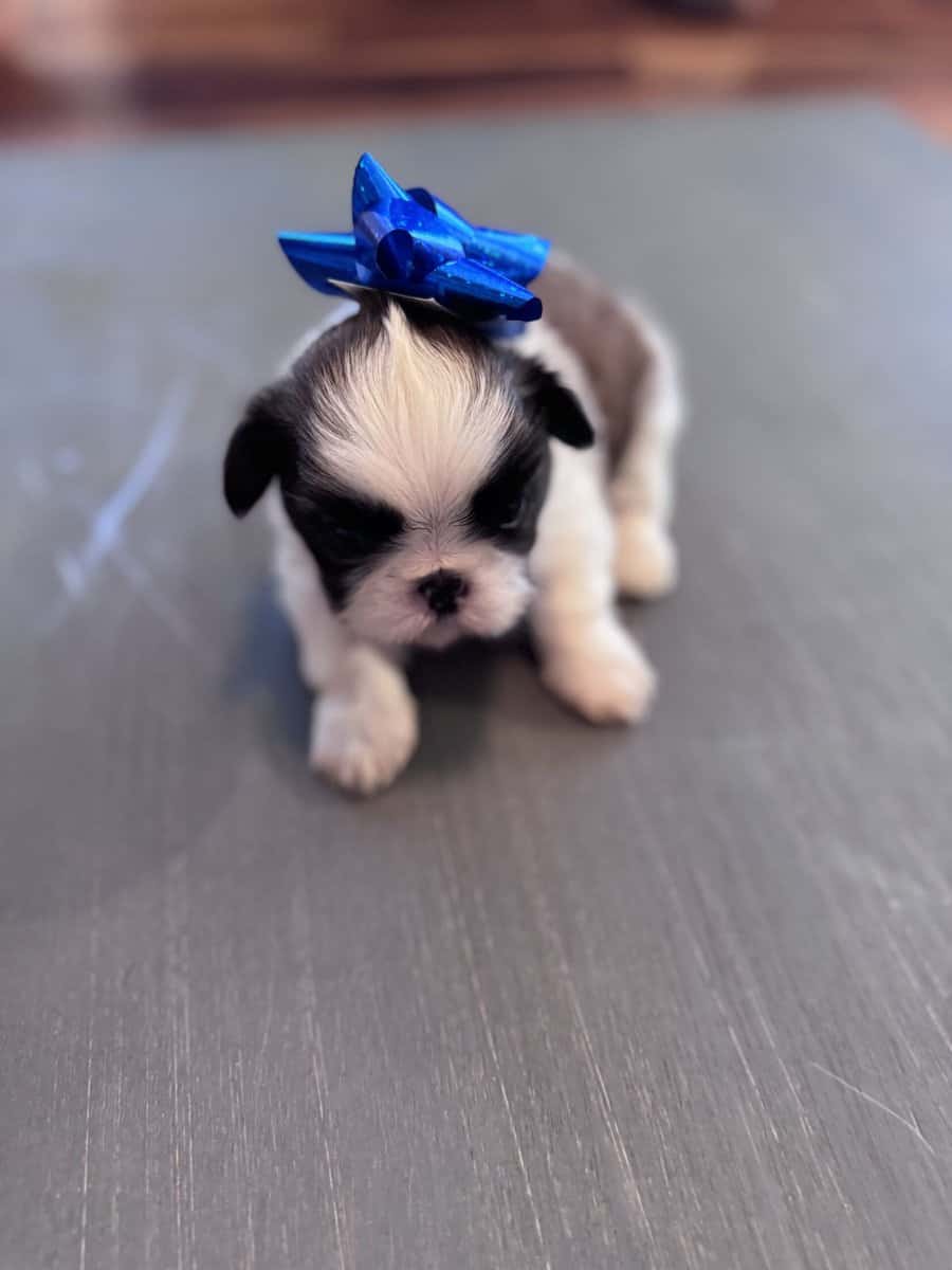 • “Adorable AKC Shih Tzu Puppies Ready for Their N image 7