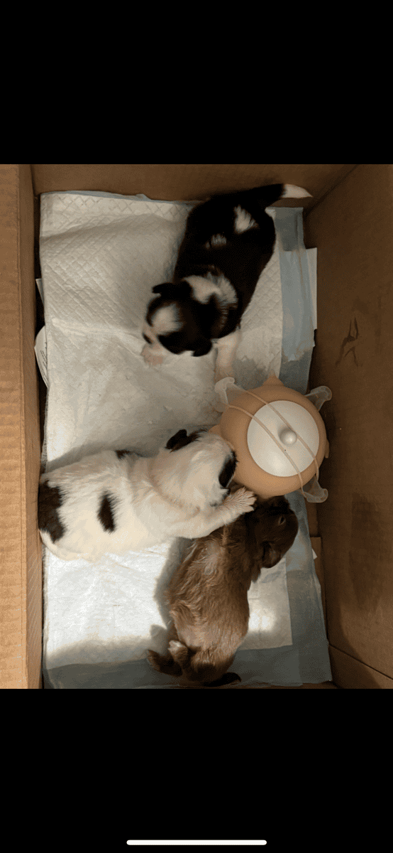 Shih Tzu Puppies image 5