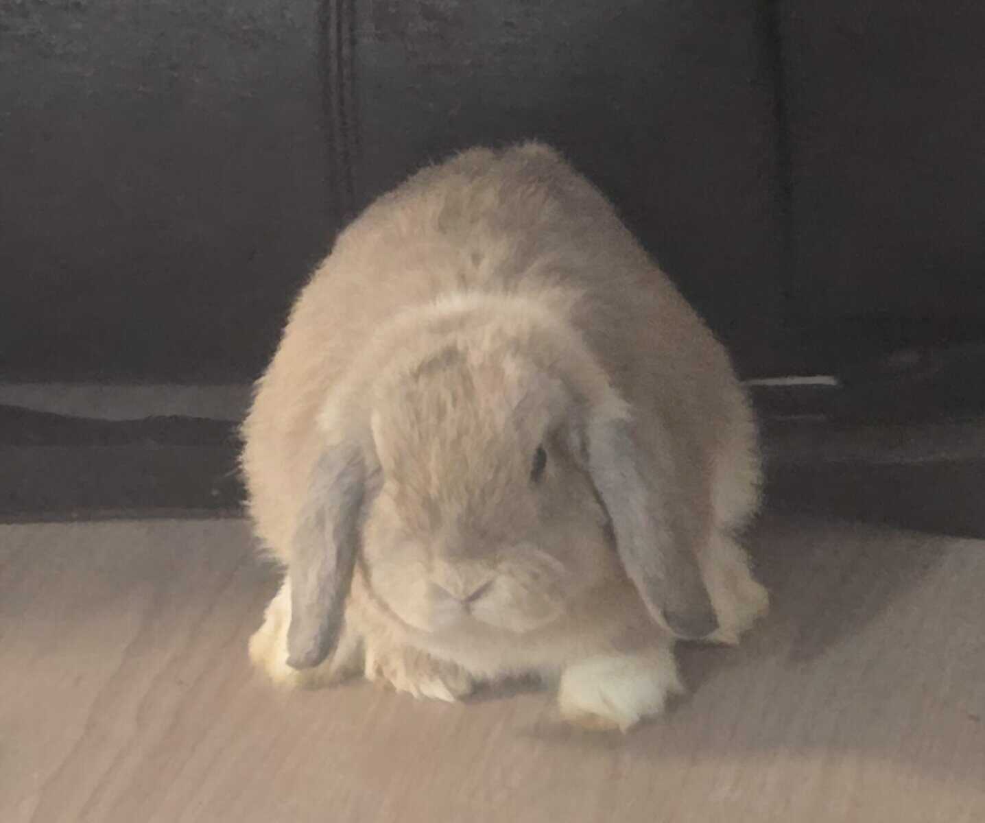 Holland male bunny image 1