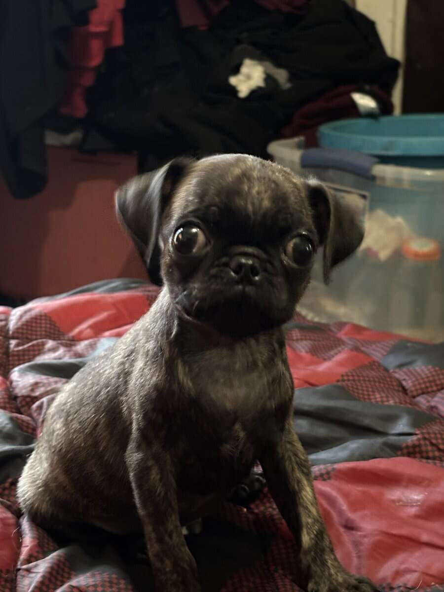 Needs a Forever Home image 2