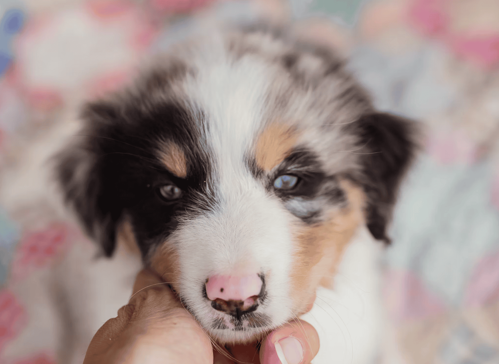 Pure Bred Australian Shepherd Puppies Due SOON! image 10