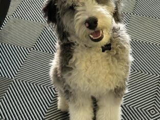 Selling our 2 year old dog