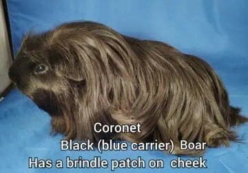 Long haired guineapigs