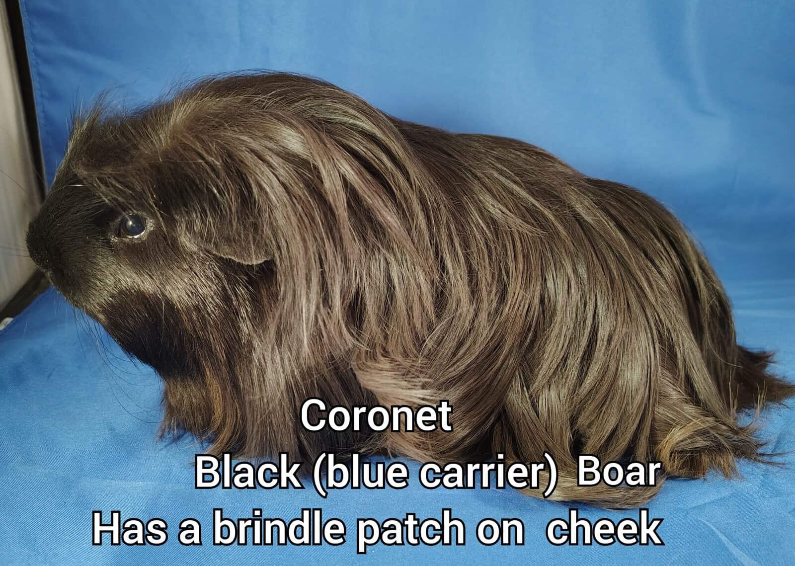 Long haired guineapigs image 1
