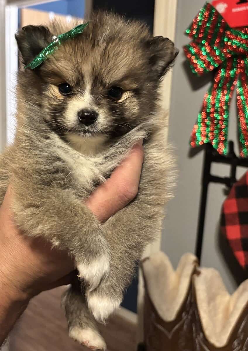 Pomeranian puppies image 14