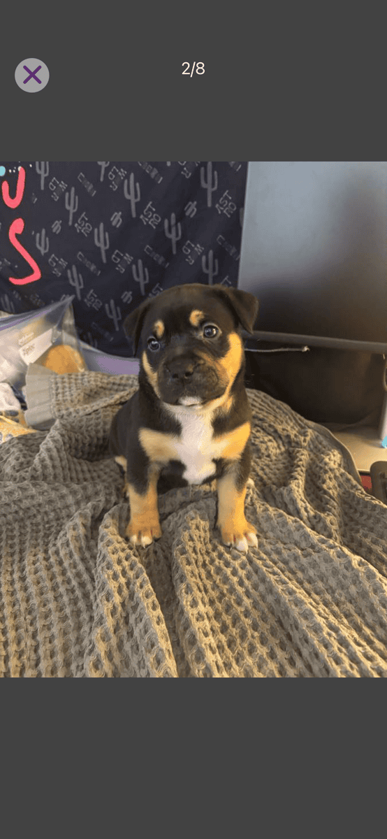 Rehoming xl American bully’s 7 weeks old image 7
