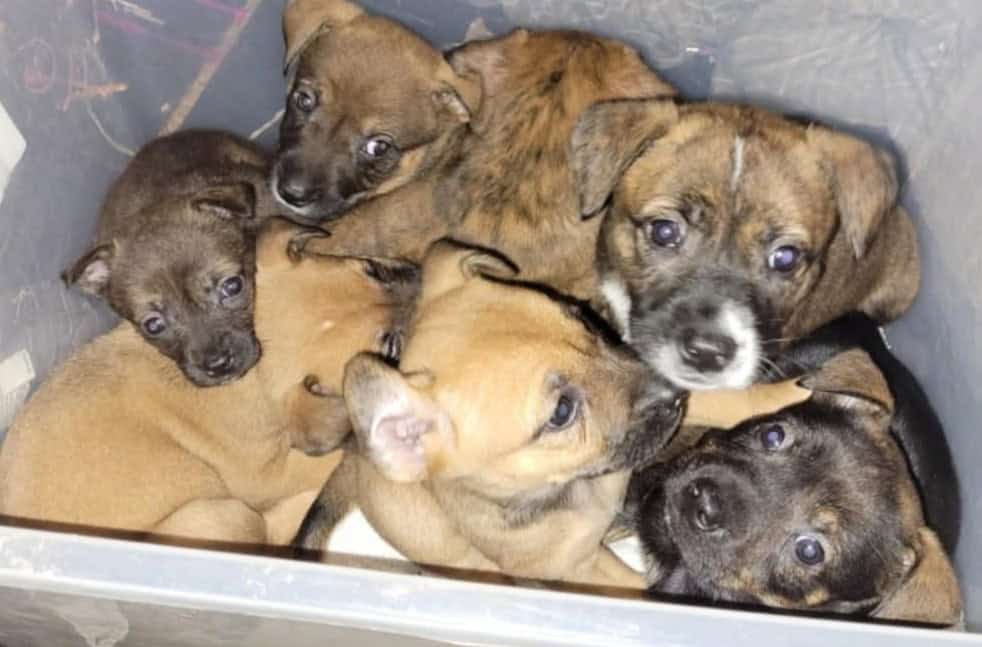 Belgian Malinois mix puppies image 1