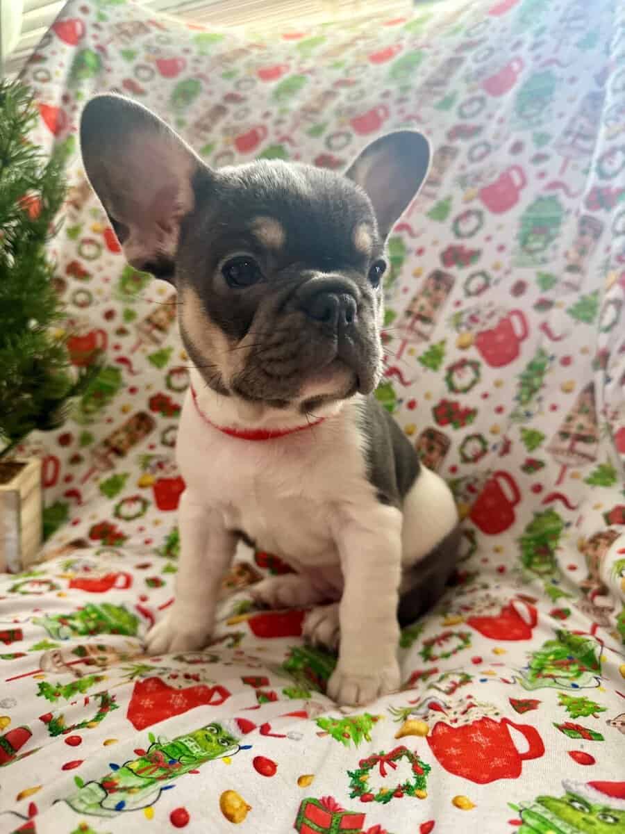 AKC Registered French Bulldog Puppy image 10