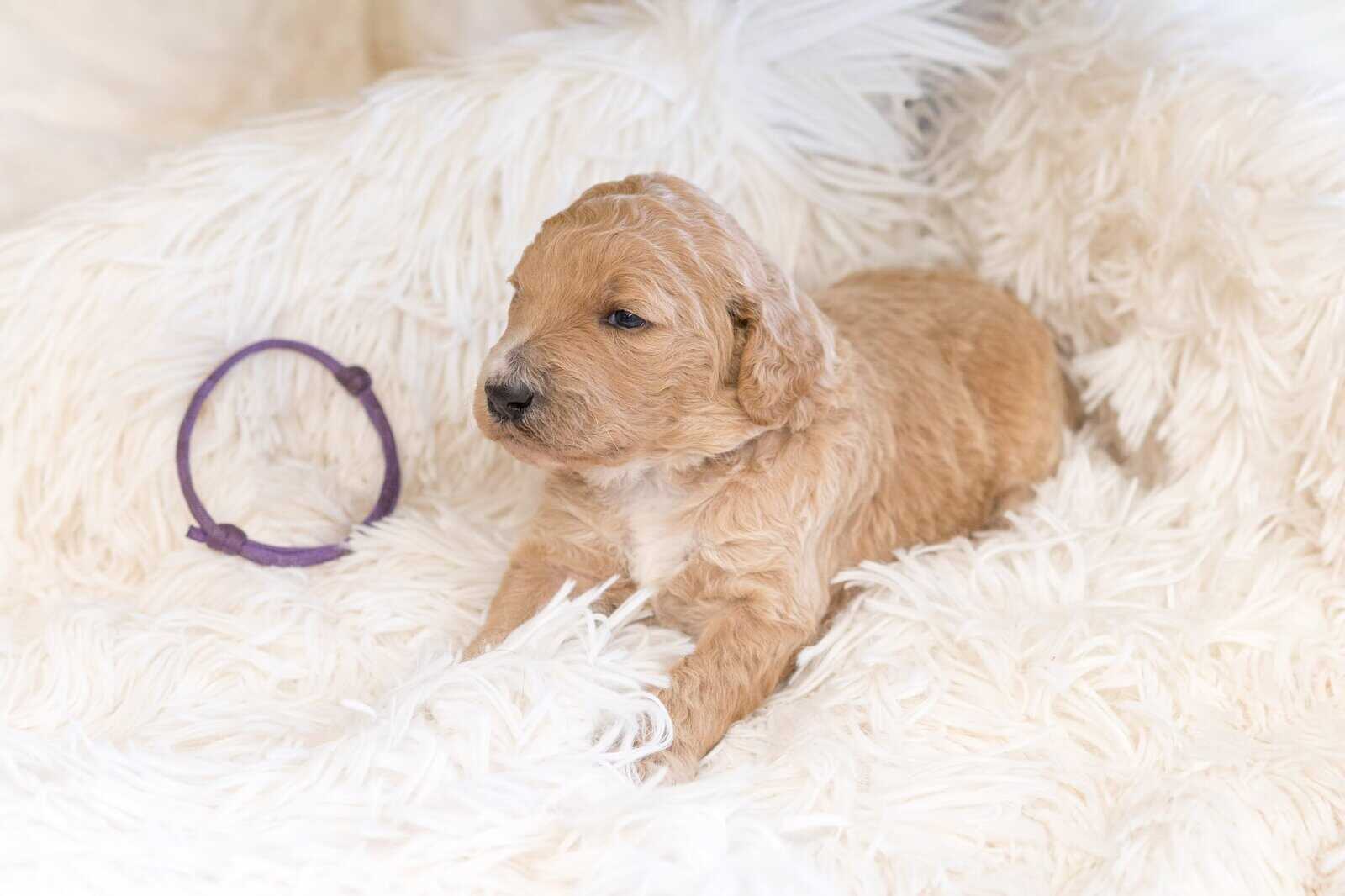 Goldendoodle Puppies image 5