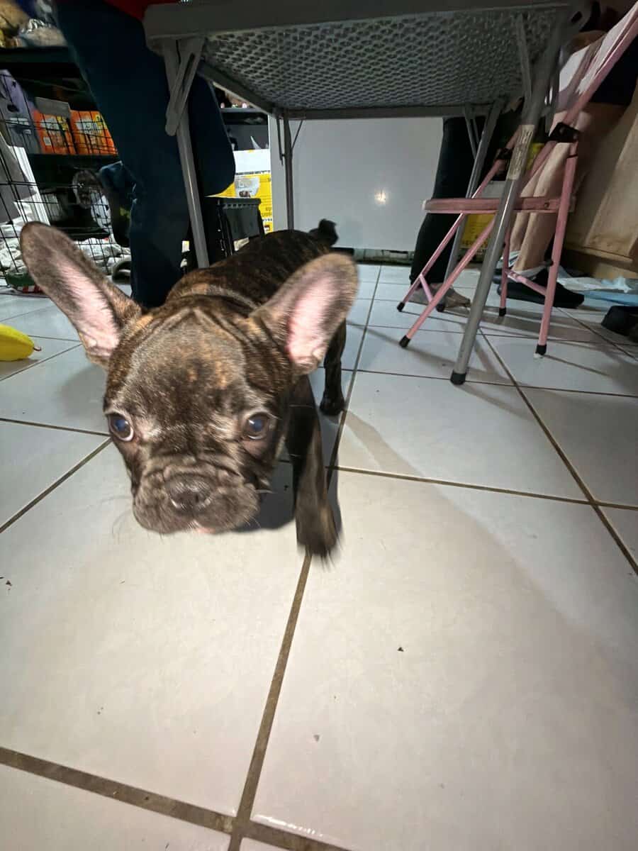 AKC Female French Bulldog image 9