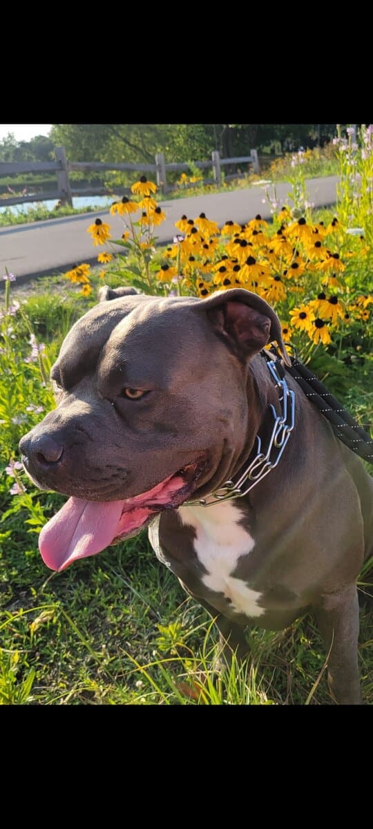 Pitbull 5yrs old, intact male image 4