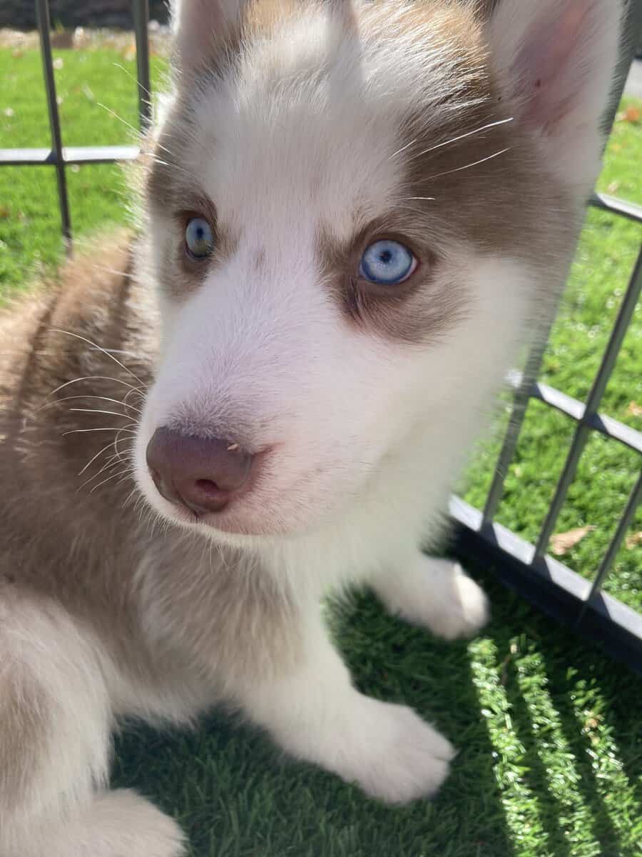 Adorable Siberian Husky Puppies image 4